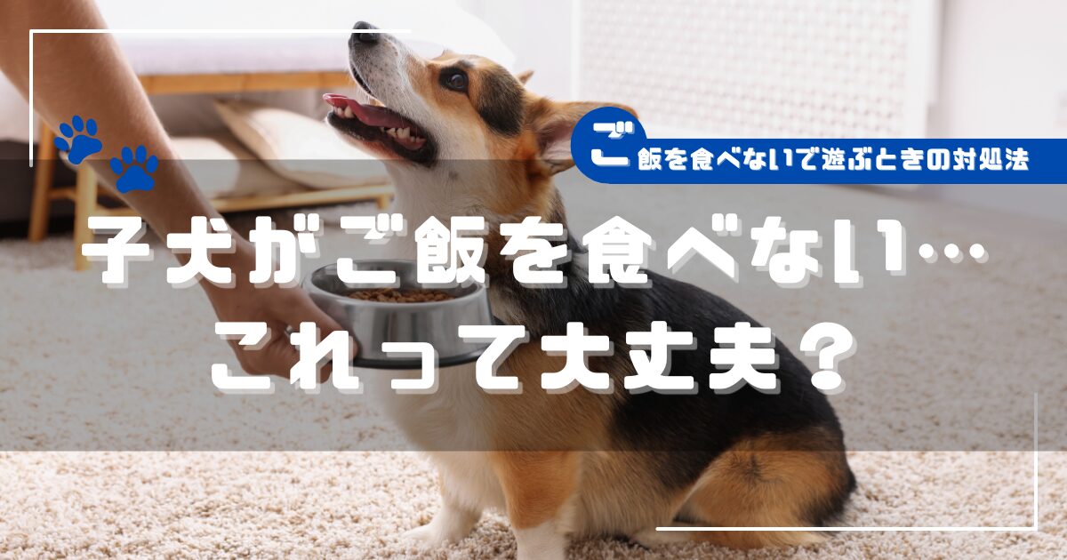 ご飯を食べずに遊びたがる子犬とフードボウルを持つ飼い主の様子