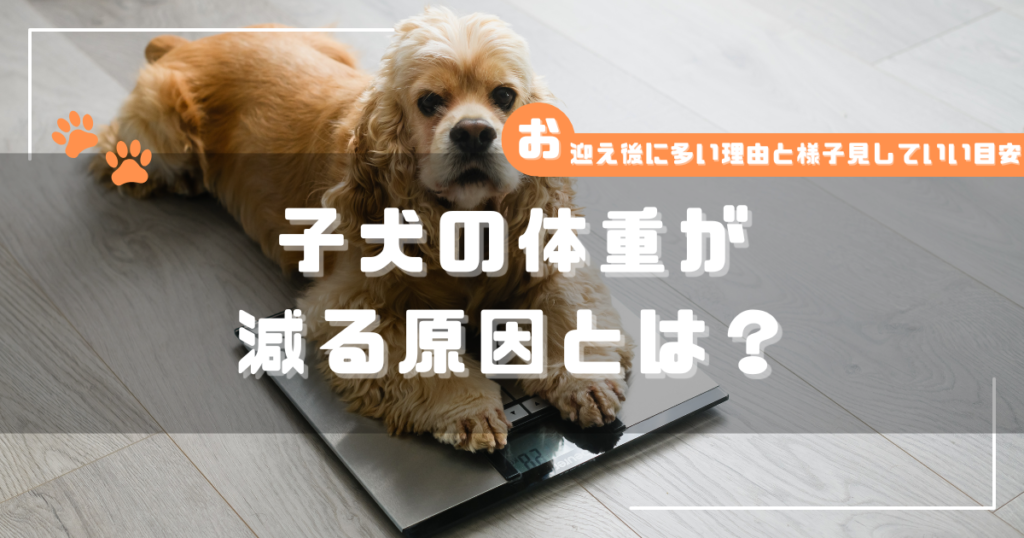 体重計の上に乗る子犬の写真に「子犬の体重が減る原因とは？｜迎え後に多い理由と様子見していい目安」と書かれたアイキャッチ画像