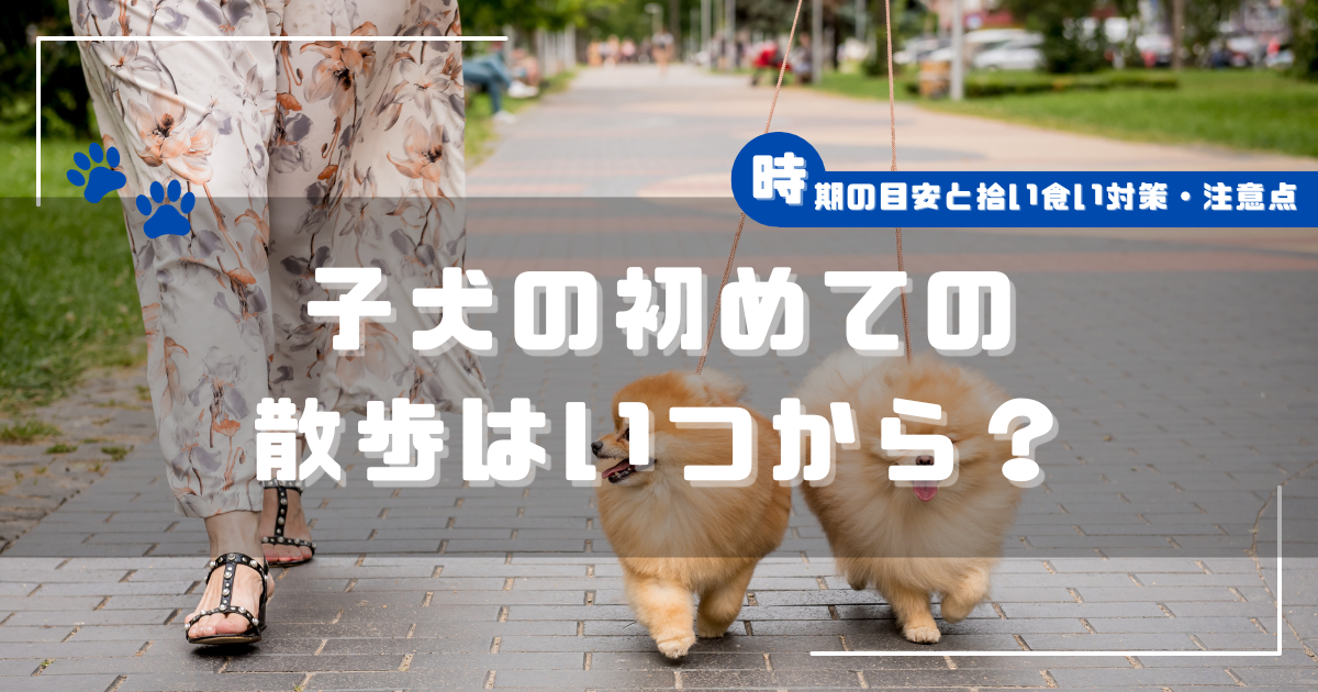 リードを付けた子犬が飼い主と散歩する写真に「子犬の初めての散歩はいつから?|時期の目安と拾い食い対策・注意点」と書かれたアイキャッチ画像