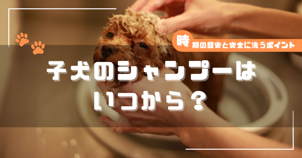 子犬を洗っているシーンの写真に「子犬のシャンプーはいつから？｜時期の目安と安全に洗うポイント」と書かれたアイキャッチ画像
