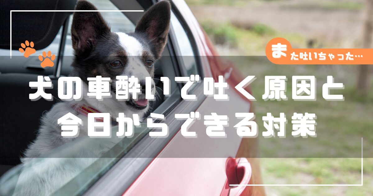 車の窓から顔を出す犬の写真。犬の車酔いで吐く原因と対策を解説する記事のアイキャッチ画像