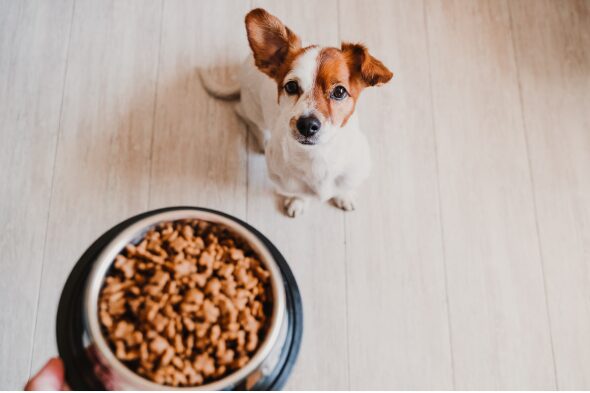 ペットのオタク　ご飯