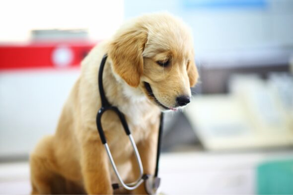 ペットのオタク ペット_病院 子犬