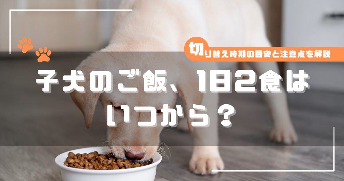 子犬がフードボウルでご飯を食べている様子と「子犬のご飯、1日2食はいつから？」という文字が入ったアイキャッチ画像