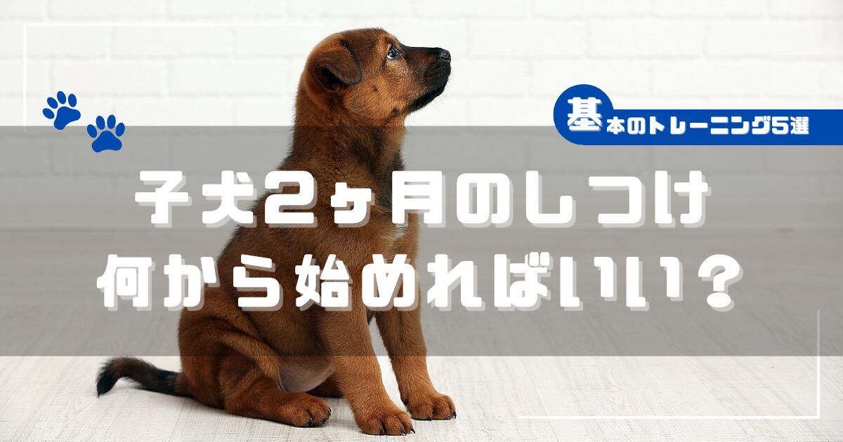 子犬2ヶ月のしつけは何から始めればいいかを解説する記事のアイキャッチ画像。おすわりをする子犬と「子犬2ヶ月のしつけ 何から始めればいい？」の文字が入ったデザイン。