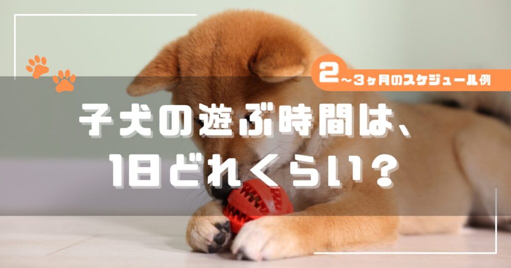 赤いボールをかじって遊ぶ子犬の写真。子犬の遊ぶ時間は1日どれくらいか、2〜3ヶ月のスケジュール例を解説する記事のアイキャッチ。