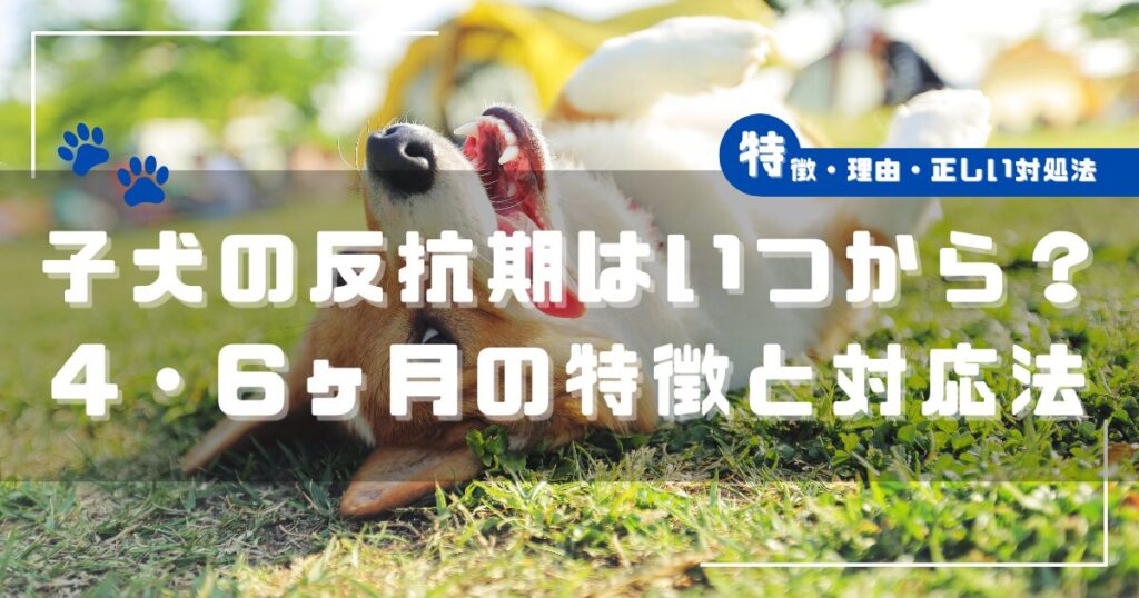 仰向けで遊ぶ子犬と「子犬の反抗期はいつから？4・6ヶ月の特徴と対応法」と書かれたアイキャッチ画像