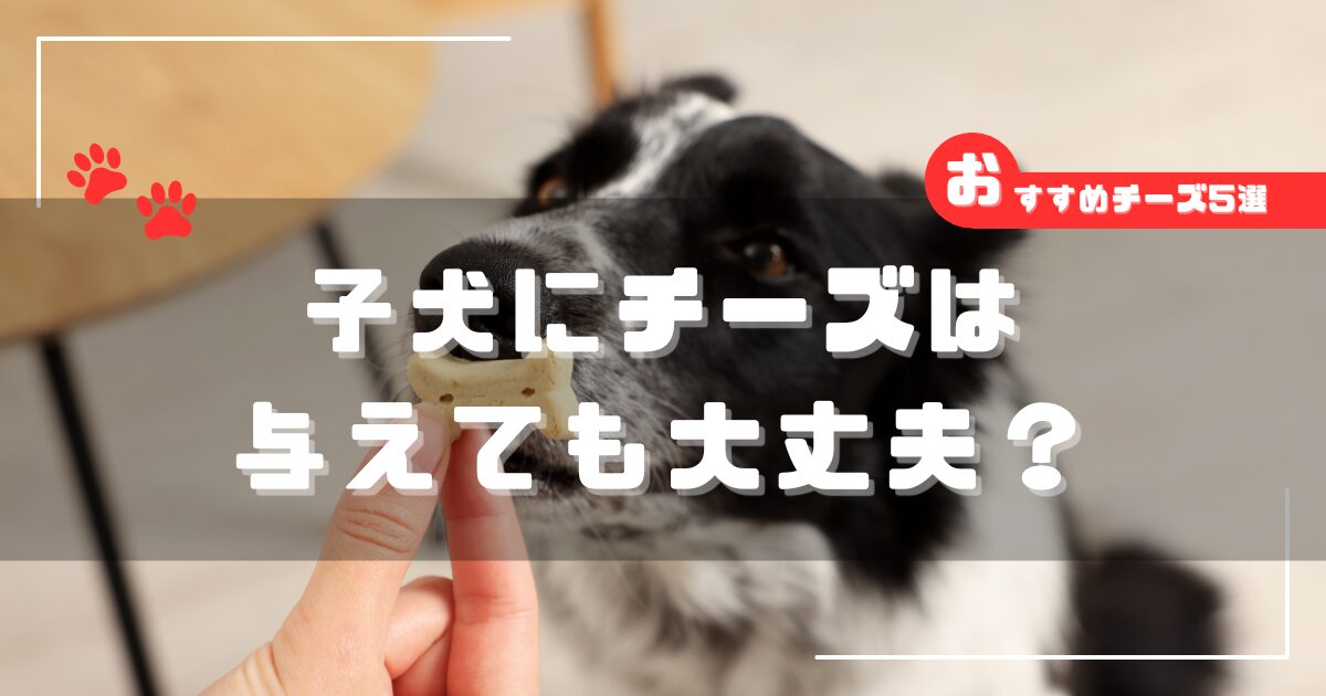 子犬にチーズを与えるイメージ｜子犬にチーズは大丈夫かとおすすめ犬用チーズを解説