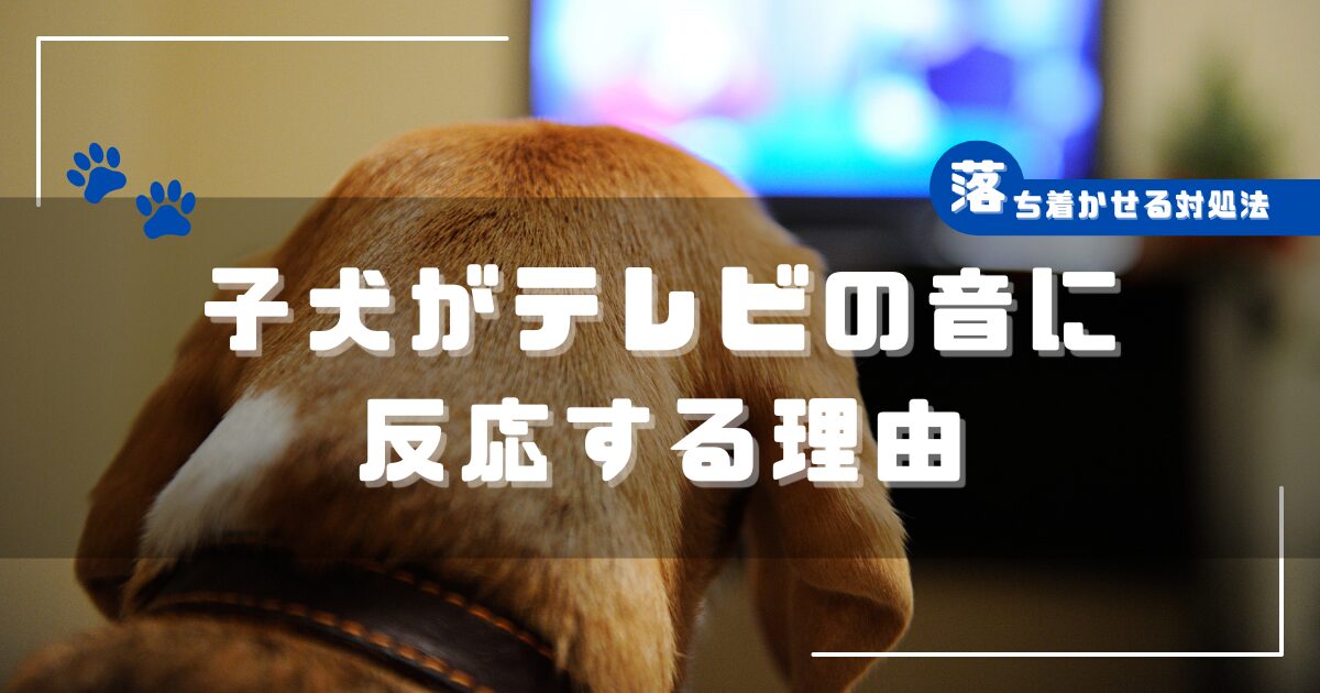 子犬がテレビの音に反応する理由と落ち着かせる対処法を解説する記事のアイキャッチ画像