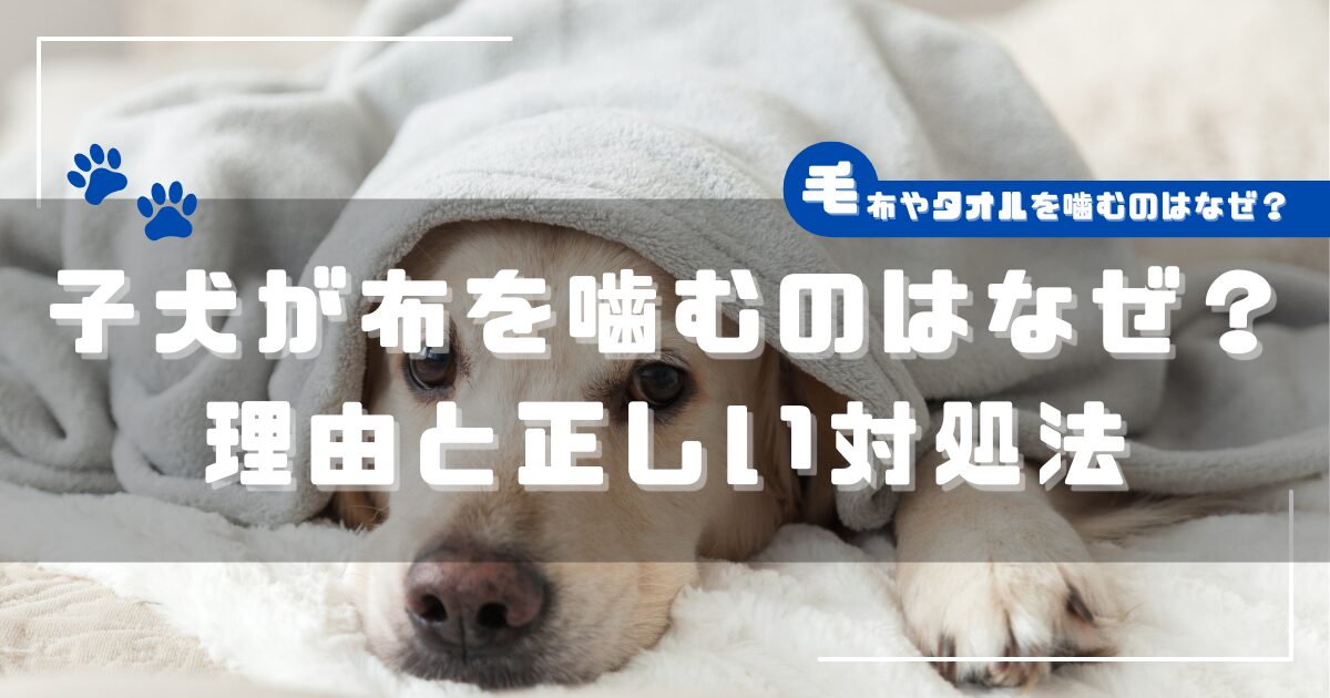 毛布にくるまれた子犬｜子犬が布を噛む理由と対処法