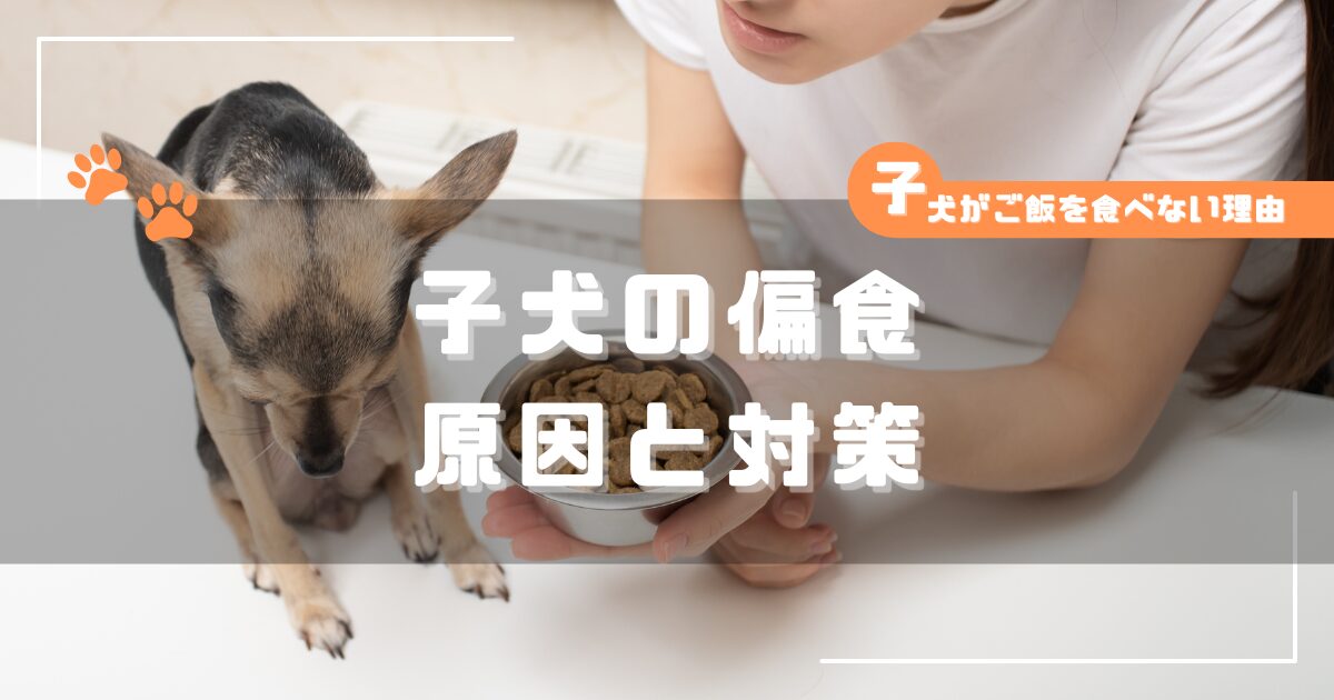 子犬がドッグフードを前にして食べない様子と飼い主