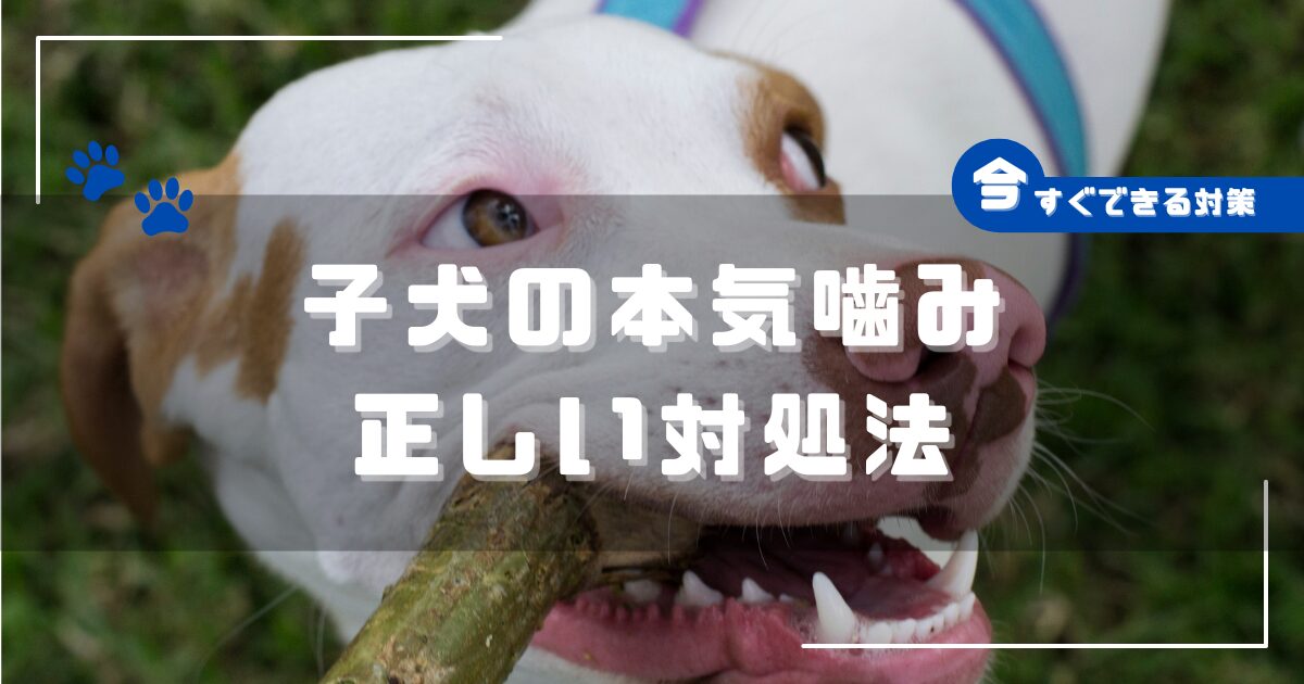 子犬の本気噛みのイメージ｜原因と正しい対処法